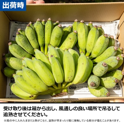 【希少】甘さ濃厚もっちりアップルバナナ3kg