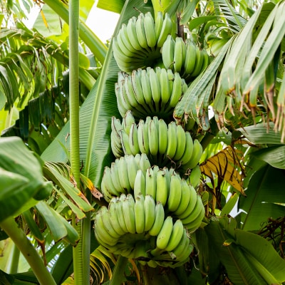 【希少】甘さ濃厚もっちりアップルバナナ3kg