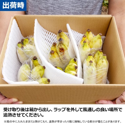 【小分け】モリンガファームさんご園芸のアップルバナナ3kg