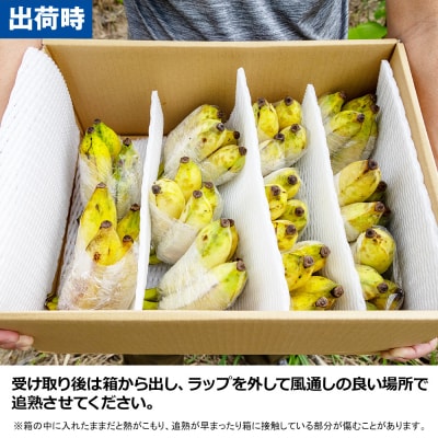 【小分け】モリンガファームさんご園芸のアップルバナナ5kg