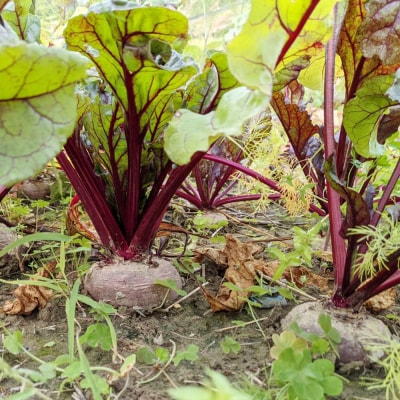 【2026年発送】いもり屋の沖縄県産ビーツ　3kg