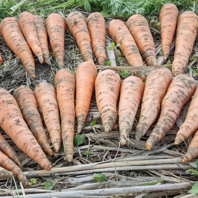 【2026年発送】いもり屋の沖縄県産　人参　5kg