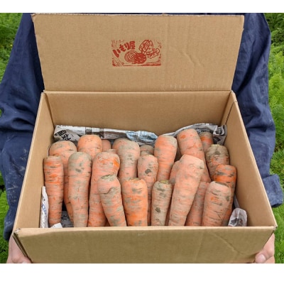 【2026年発送】いもり屋の沖縄県産　人参　5kg