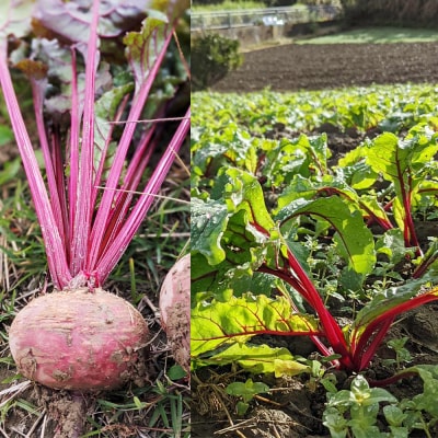 【2026年発送】いもり屋の沖縄県産　人参・ビーツセット　合計4kg