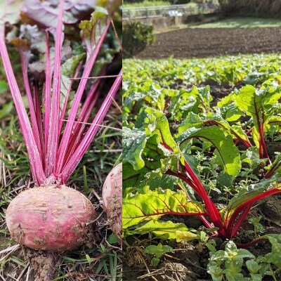 【2026年発送】いもり屋の沖縄県産　人参・ビーツセット　合計4kg