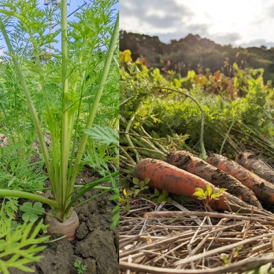 【2026年発送】いもり屋の沖縄県産　人参・ビーツセット　合計4kg