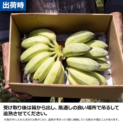 【沖縄本島産】金城敏春農園の「アップルバナナ」　3kg