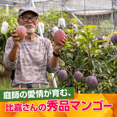 【2026年発送】比嘉マンゴーファームのアーウィンマンゴー　秀品(贈答用)1.5kg