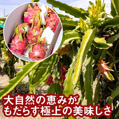 【2025年発送】訳あり　赤嶺保農園より直送　お得なドラゴンフルーツ2kg