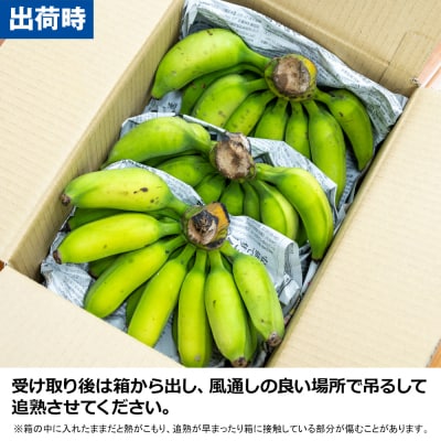 【沖縄本島産】浜ファームの「アップルバナナ」　3kg