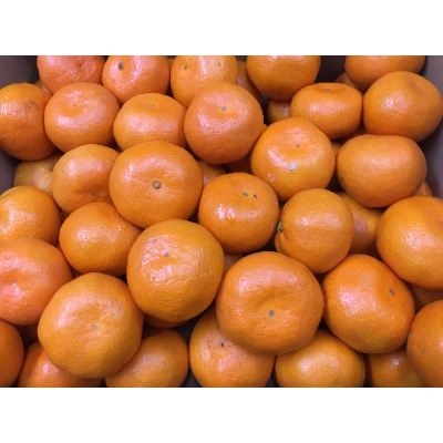 こつぶっこ温州みかん　約5kg