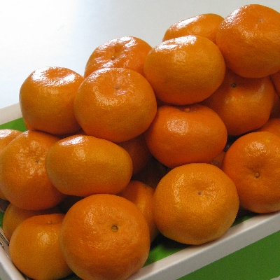 温州みかん　約3kg