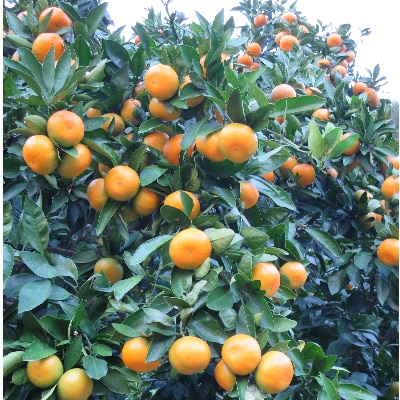 温州みかん　約3kg
