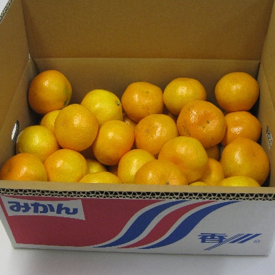 温州みかん　約5kg