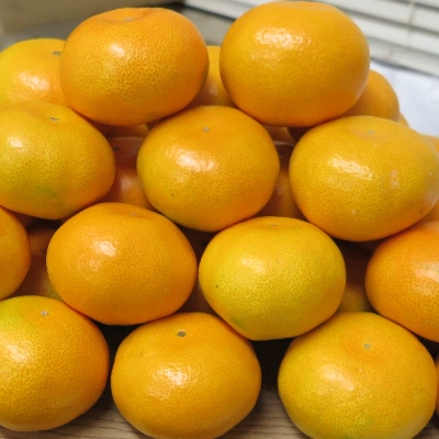 温州みかん　約10kg
