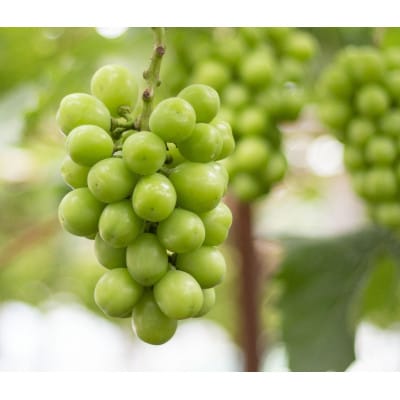 【7月下旬～8月中旬発送】ハウスシャインマスカット　約2kg