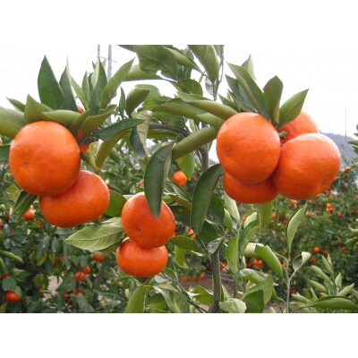 小原紅早生みかん(金時紅)　約2.5kg化粧箱入り