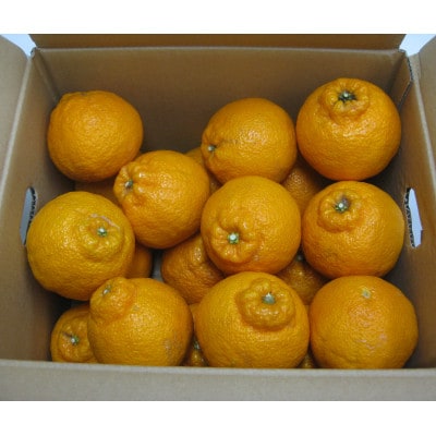 ご家庭用しらぬひ　約3kg