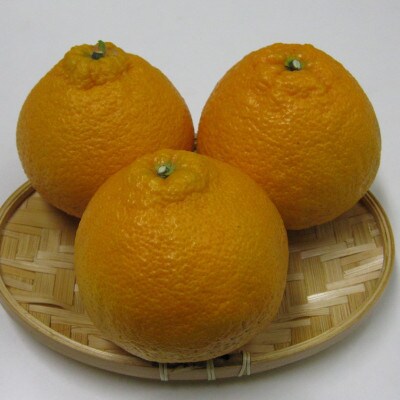 ご家庭用しらぬひ　約3kg