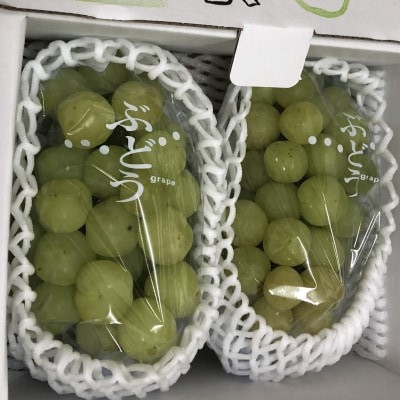 シャインマスカット(ご家庭用)約1.1kg2房