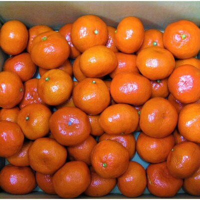 こつぶ小原紅早生みかん　約5kg