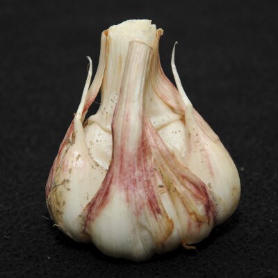 ご家庭用生にんにく　約5kg