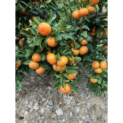 【大収穫祭・特別企画】小原紅早生みかん「ちょっと大きな2Lサイズ」約5kg