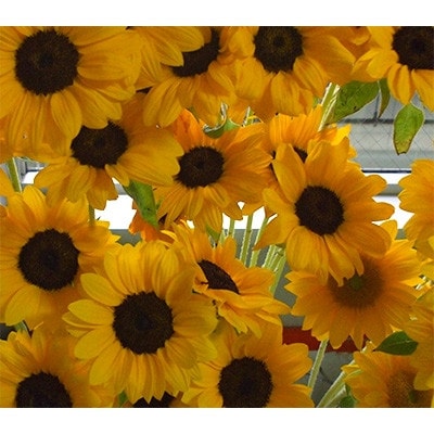 夏を代表する花　ヒマワリ切花50本