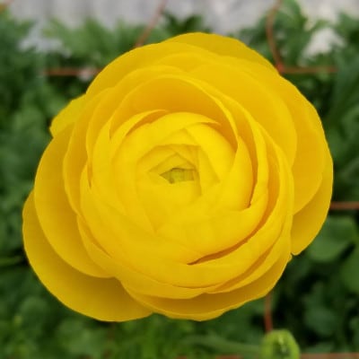 ラナンキュラス「てまり(黄系色)」切花50本