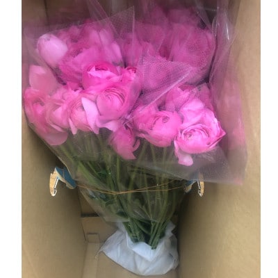 ラナンキュラス「てまり(桃系色)」切花50本