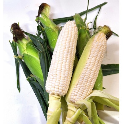 【発送月固定定期便】さぬきの野菜定期便全5回