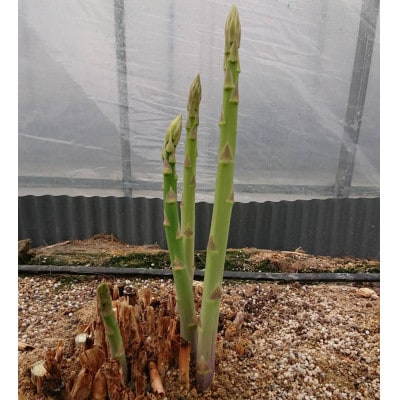 【発送月固定定期便】さぬきの野菜定期便全5回