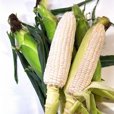 【発送月固定定期便】さぬきの野菜定期便全6回