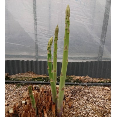 【発送月固定定期便】さぬきの野菜定期便全6回