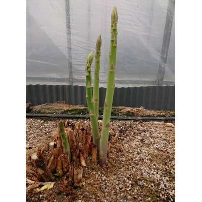 【発送月固定定期便】東かがわ市 フルーツと野菜定期便全7回