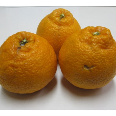 【発送月固定定期便】東かがわ市 訳あり フルーツ定期便全7回