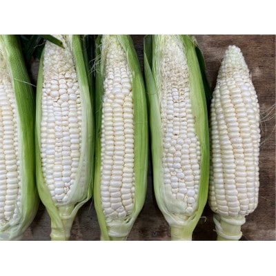 【発送月固定定期便】東かがわ市　訳あり　フルーツと野菜全12回