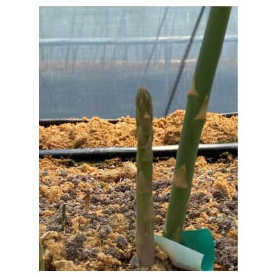 はなまる農園のさぬきのめざめ アスパラガス M～L1キロ