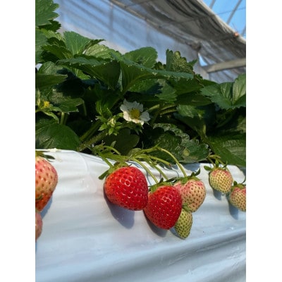 はなまる農園のこだわりさぬきひめ1キロ