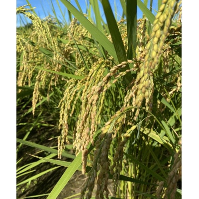 虹のきらめき 精米(白米)　10キロ