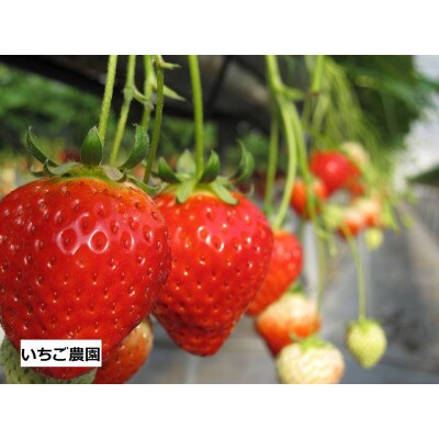 「瀬戸・たかまつネットワーク」レンタカーで巡る香川県(綾川・高松・直島方面)2日間