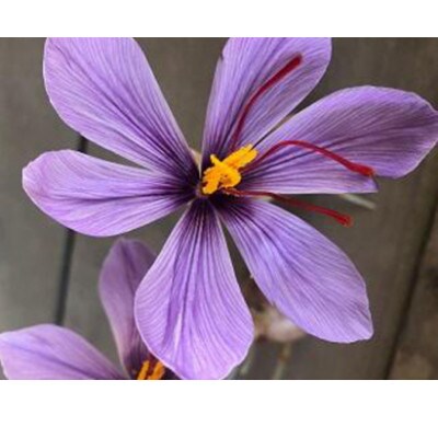 【Seto SAFFRON SYRUP】瀬戸サフランシロップ(270g)