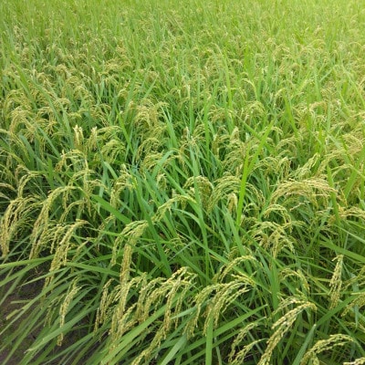 香川県産コシヒカリ(玄米)3kg