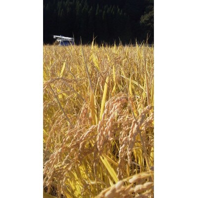 令和5年産　秋田県由利本荘市産 ひとめぼれ精米5kg 五平農園
