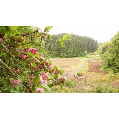 令和5年産　秋田県由利本荘市産ひとめぼれ玄米 20kg