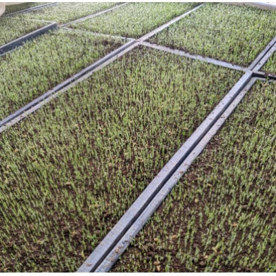 令和7年産ササニシキ 精米5kg(5kg×1袋)<栽培期間中節減対象農薬:当地比5割減>真空パック