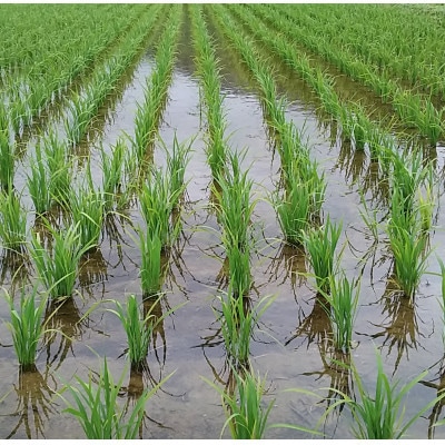 令和7年産ササニシキ 精米20kg(5kg×4袋)<栽培期間中節減対象農薬:当地比5割減>真空パック