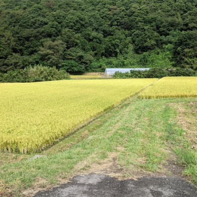 令和7年産ササニシキ 玄米5kg(5kg×1袋)<栽培期間中節減対象農薬:当地比5割減>真空パック