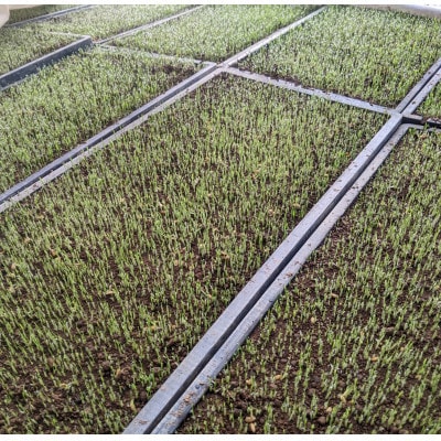 令和7年産ササニシキ 玄米15kg(5kg×3袋)<栽培期間中節減対象農薬:当地比5割減>真空パック