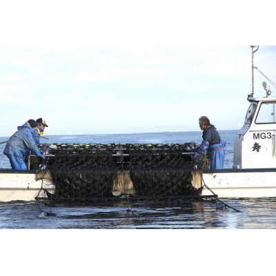 宮城県荒浜産 あらはま海苔 焼海苔　10枚×6袋